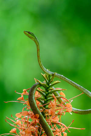 Full body shot of a Green Vine Snake (Oxybelis fulgidus), photographed on Barro Colorado Island, Panamaの写真素材