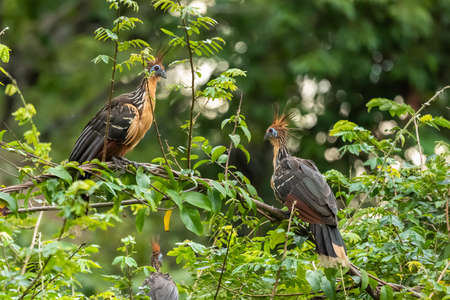 Hoatzin (Opisthocomus hoazin) with crest raised in the Amazon rainforest at Lake Sandoval, Peru, South America.の写真素材