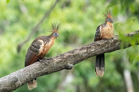 Hoatzin (Opisthocomus hoazin) with crest raised in the Amazon rainforest at Lake Sandoval, Peru, South America.の写真素材