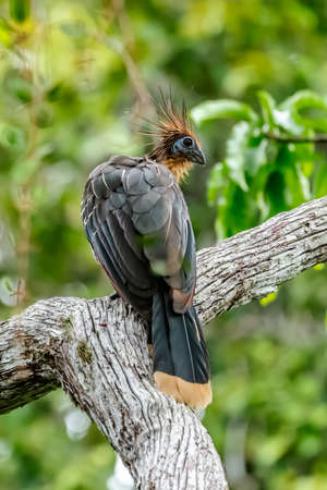 Hoatzin (Opisthocomus hoazin) with crest raised in the Amazon rainforest at Lake Sandoval, Peru, South America.の写真素材