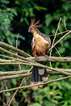 Hoatzin (Opisthocomus hoazin) with crest raised in the Amazon rainforest at Lake Sandoval, Peru, South America.の写真素材