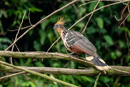 Hoatzin (Opisthocomus hoazin) with crest raised in the Amazon rainforest at Lake Sandoval, Peru, South America.の写真素材