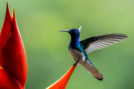 Green Violet-ear hummingbird (Colibri thalassinus) in flight isolated on a green background in Costa Ricaの写真素材