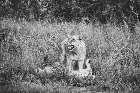 Big lion lying on savannah grass. Landscape with characteristic trees on the plain and hills in the backgroundの写真素材