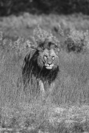 Big lion lying on savannah grass. Landscape with characteristic trees on the plain and hills in the backgroundの写真素材