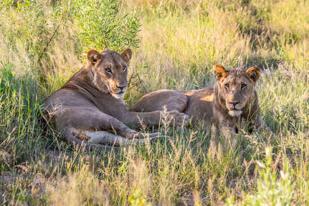 Big lion lying on savannah grass. Landscape with characteristic trees on the plain and hills in the backgroundの写真素材