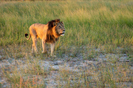 Beautiful Lion Caesar in the golden grass of Masai Mara, Kenyaの写真素材