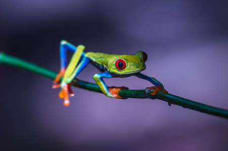 Red-eyed Tree Frog, Agalychnis callidryas, sitting on the green leave in a tropical forest in Costa Rica.の写真素材