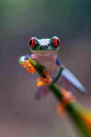 Red-eyed Tree Frog, Agalychnis callidryas, sitting on the green leave in a tropical forest in Costa...