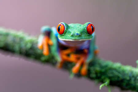 Red-eyed Tree Frog, Agalychnis callidryas, sitting on the green leave in a tropical forest in Costa Rica.の写真素材