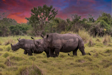 White rhinoceros (Ceratotherium simum) with calf in natural habitat, South Africaの写真素材
