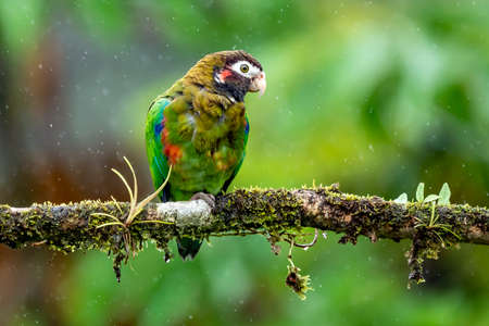 Brown-hooded Parrot, Pionopsitta haematotis, portrait of light green parrot with brown head. Detail close-up portrait of bird from Central America. Wildlife scene from tropical natureの写真素材