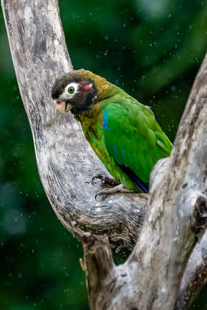 Brown-hooded Parrot, Pionopsitta haematotis, portrait of light green parrot with brown head. Detail close-up portrait of bird from Central America. Wildlife scene from tropical natureの写真素材