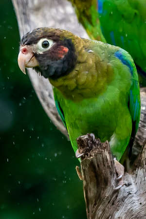 Brown-hooded Parrot, Pionopsitta haematotis, portrait of light green parrot with brown head. Detail close-up portrait of bird from Central America. Wildlife scene from tropical natureの写真素材