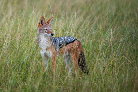 Golden Jackal, Canis aureus, with evening sun in the grass, Sri Lanka, Asia. Beautiful wildlife scene from nature habitat from Sri Lanka.の写真素材