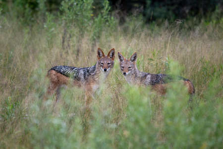 Golden Jackal, Canis aureus, with evening sun in the grass, Sri Lanka, Asia. Beautiful wildlife scene from nature habitat from Sri Lanka.の写真素材