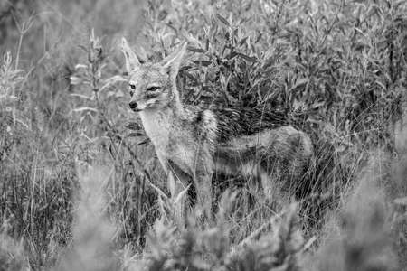 Golden Jackal, Canis aureus, with evening sun in the grass, Sri Lanka, Asia. Beautiful wildlife scene from nature habitat from Sri Lanka.の写真素材