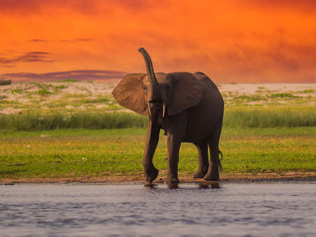 African pygmy elephant or forest elephant (Loxodonta cyclotis) as seen in Gabon Loango national parkの写真素材