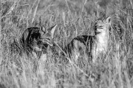 Golden Jackal, Canis aureus, with evening sun in the grass, Sri Lanka, Asia. Beautiful wildlife scene from nature habitat from Sri Lanka.の写真素材