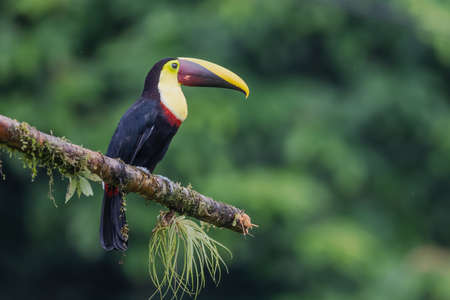 Bird with open bill, Chesnut-mandibled Toucan sitting on the branch in tropical rain with green jungle in background. Wildlife scene from nature.の写真素材