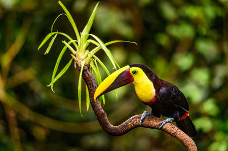 Bird with open bill, Chesnut-mandibled Toucan sitting on the branch in tropical rain with green jungle in background. Wildlife scene from nature.の写真素材