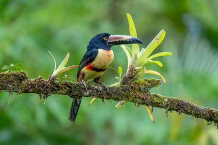 Fiery-billed Aracari - Pteroglossus frantzii is a toucan, a near-passerine bird. It breeds only on the Pacific slopes of southern Costa Rica and western Panamaの写真素材