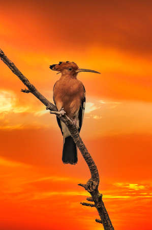 Eurasian Hoopoe or Common hoopoe (Upupa epops)の写真素材