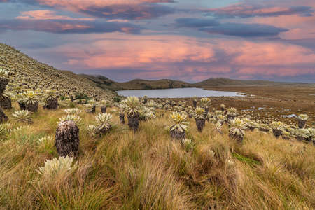 South american paramo in El Angel Ecological Reserve with the frailejones (espeletia)の写真素材