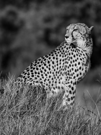 African cheetah, Masai Mara National Park, Kenya, Africa. Cat in nature habitat. Greeting of catsの写真素材
