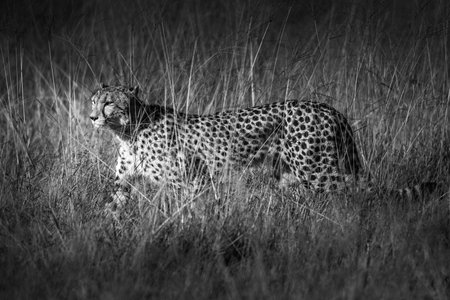 African cheetah, Masai Mara National Park, Kenya, Africa. Cat in nature habitat. Greeting of catsの写真素材