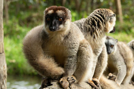 One little lemur on the branch of a tree in the rainforest Madagascar.