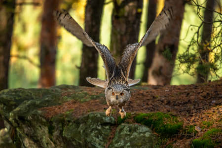 A great strong brown owl with huge red eyes flying through the forest on a red and green trees background. Eurasian Eagle Owl, Bubo bubo.の写真素材