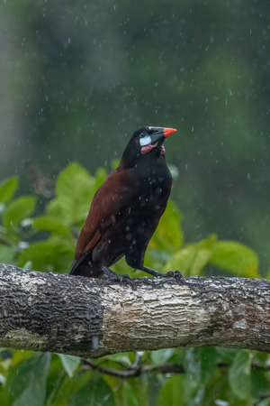 Montezuma Oropendola, Psarocolius montezuma, portrait of exotic bird from Costa Rica, brown with black head and orange bill, clear green background. Wildlife scene from natureの写真素材