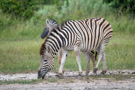 Equus quagga, the plains zebra standing on the African Plainsの写真素材