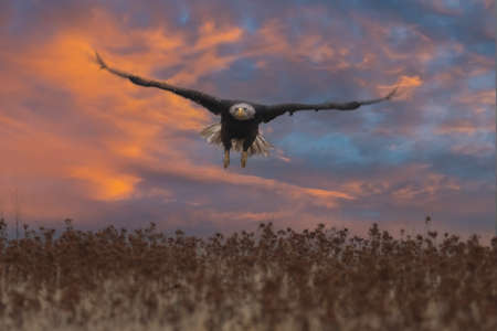 beautiful bald eagle in flight at sunset usa