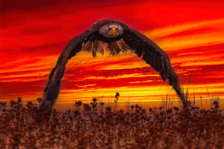 beautiful bald eagle in flight at sunset usaの写真素材