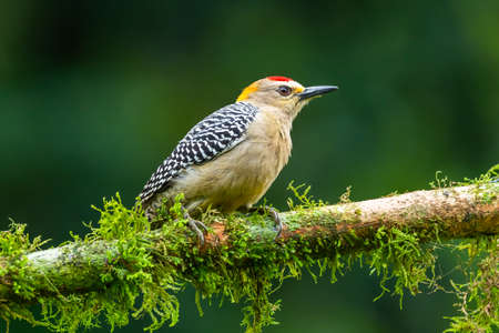 Red bellied woodpecker Melanerpes carolinus on a tree in Naples, Floridaの写真素材