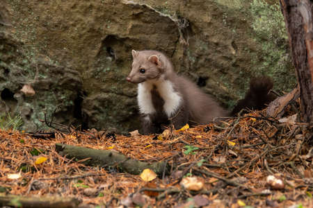 European Pine Marten (Marten Marten) Searching for Foodの写真素材