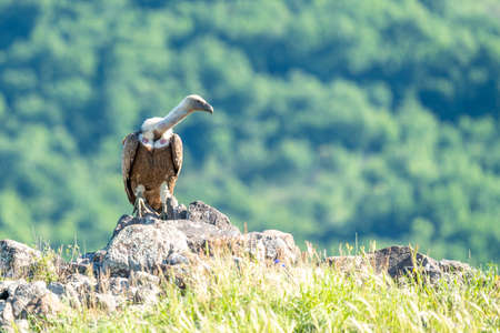 African Cape vulture (Gyps coprotheres) in Kruger national park, South Africaの写真素材