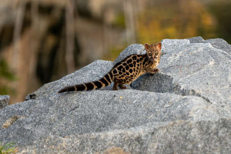 Large-spotted genet (Genetta tigrina) in natural habitat, South Africaの写真素材