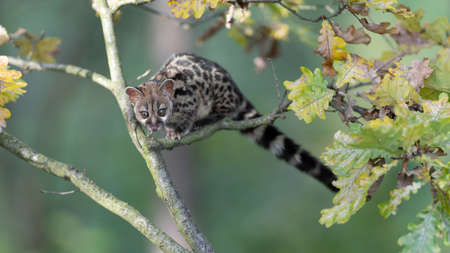 Large-spotted genet (Genetta tigrina) in natural habitat, South Africa
