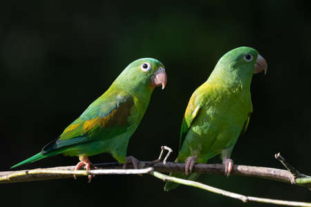 The orange-chinned parakeet (Brotogeris jugularis), also known as the Tovi parakeet, is a small mainly green parrot of the genus Brotogeris. It is found in Central America.の写真素材