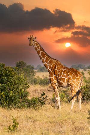Giraffe in front Amboseli national park Kenya masai mara. (Giraffa reticulata) sunset.の写真素材