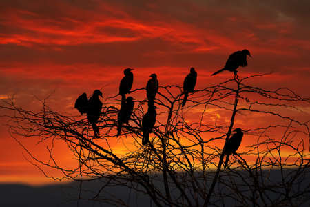 The great cormorant, Phalacrocorax carbo known as the great black cormorant across the Northern...