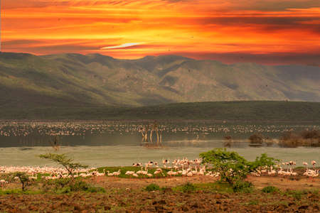 beautiful sunset over the lakes of Baringo with pink flamingos in the foreground