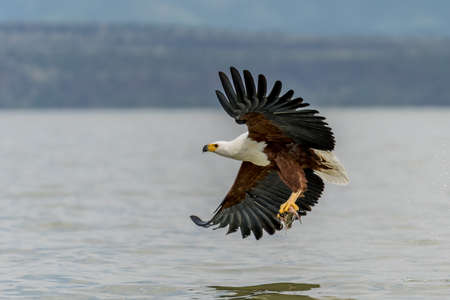 African Fish-eagle, Haliaeetus vocifer, brown bird with white head fly. Eagle flight above the lake...