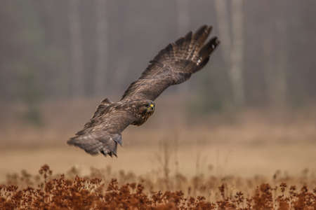 Birds of prey - Common Buzzard (Buteo buteo)の写真素材