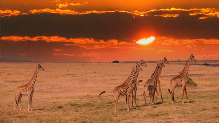 Giraffe in front Amboseli national park Kenya masai mara. (Giraffa reticulata) sunset.の写真素材