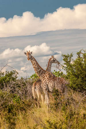 Giraffe in front Amboseli national park Kenya masai mara. (Giraffa reticulata) sunset.の写真素材