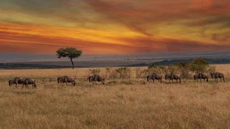Wildebeest migration, Serengeti National Park, Tanzania, Africa